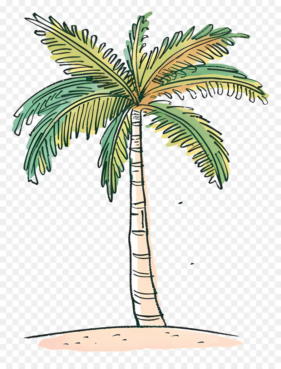 Palmera，Tropical PNG