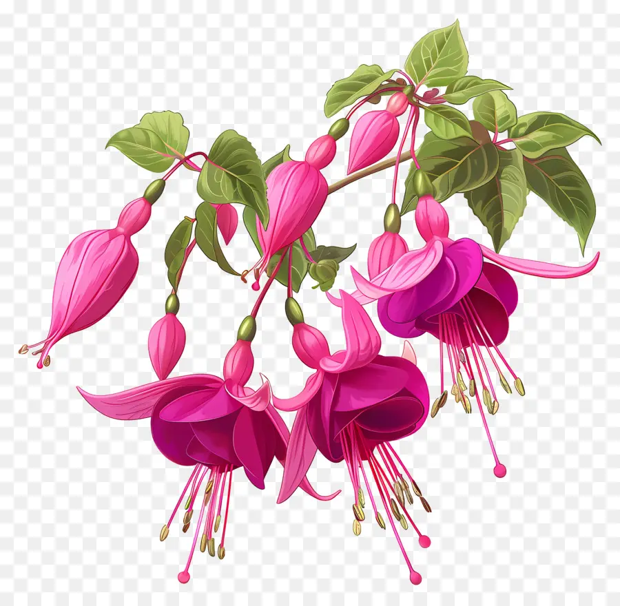 Fucsia Flores，Planta De Fucsia PNG