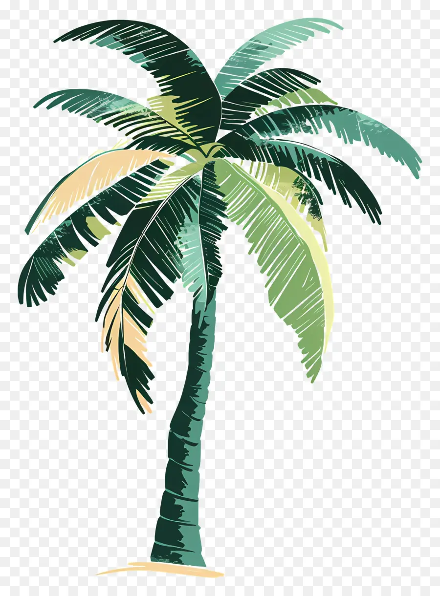 Palmera，Hojas Verdes PNG