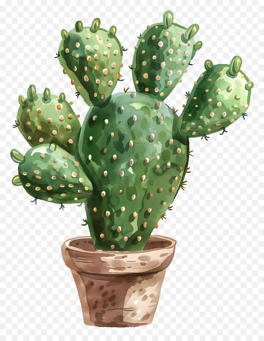 Cactus，Planta De Cactus PNG