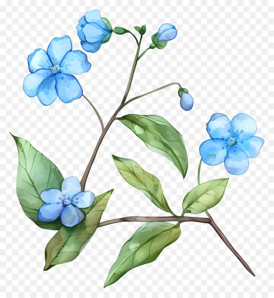 Flores De Color Azul，Flor Azul PNG