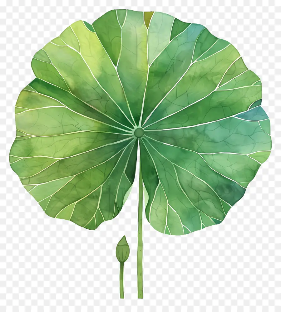 La Hoja De Loto，Verde Hoja PNG