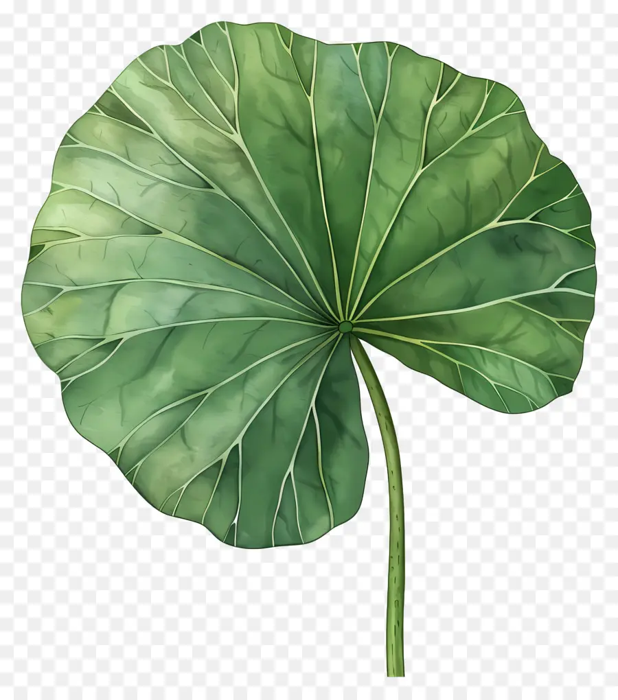 La Hoja De Loto，Verde Hoja PNG