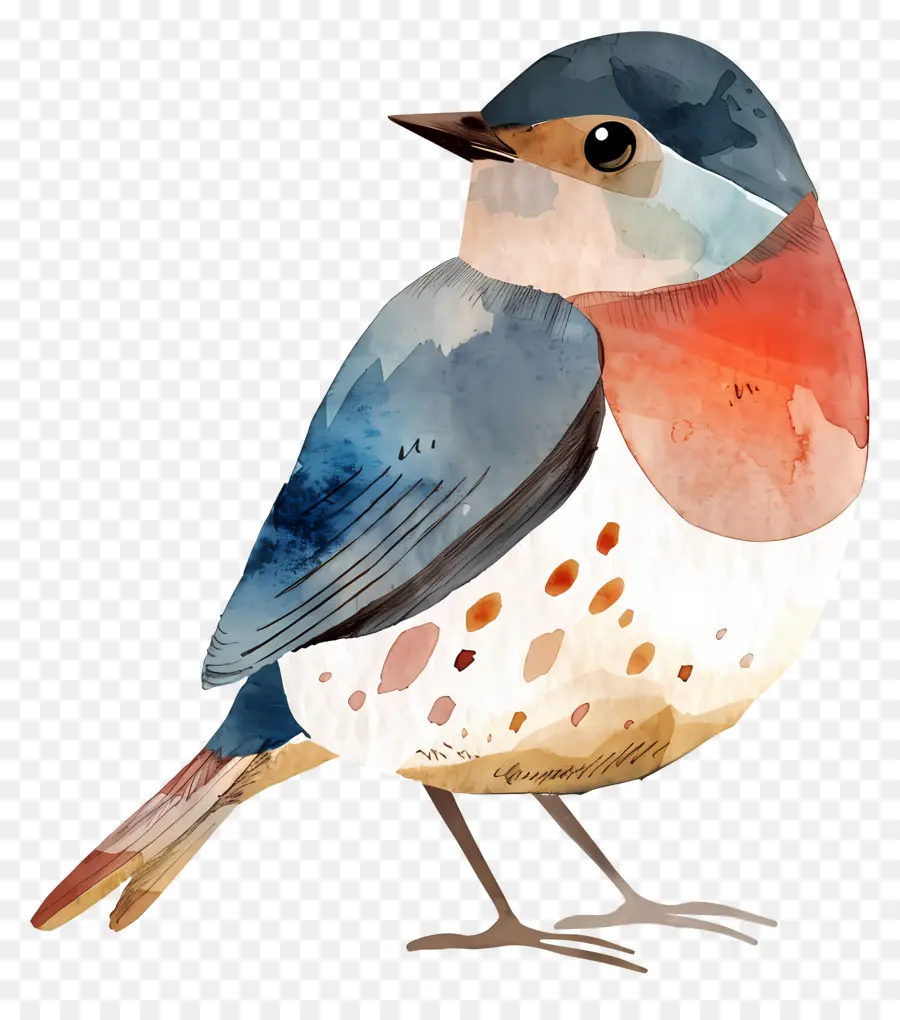 De Dibujos Animados De Aves，Pintura A La Acuarela PNG