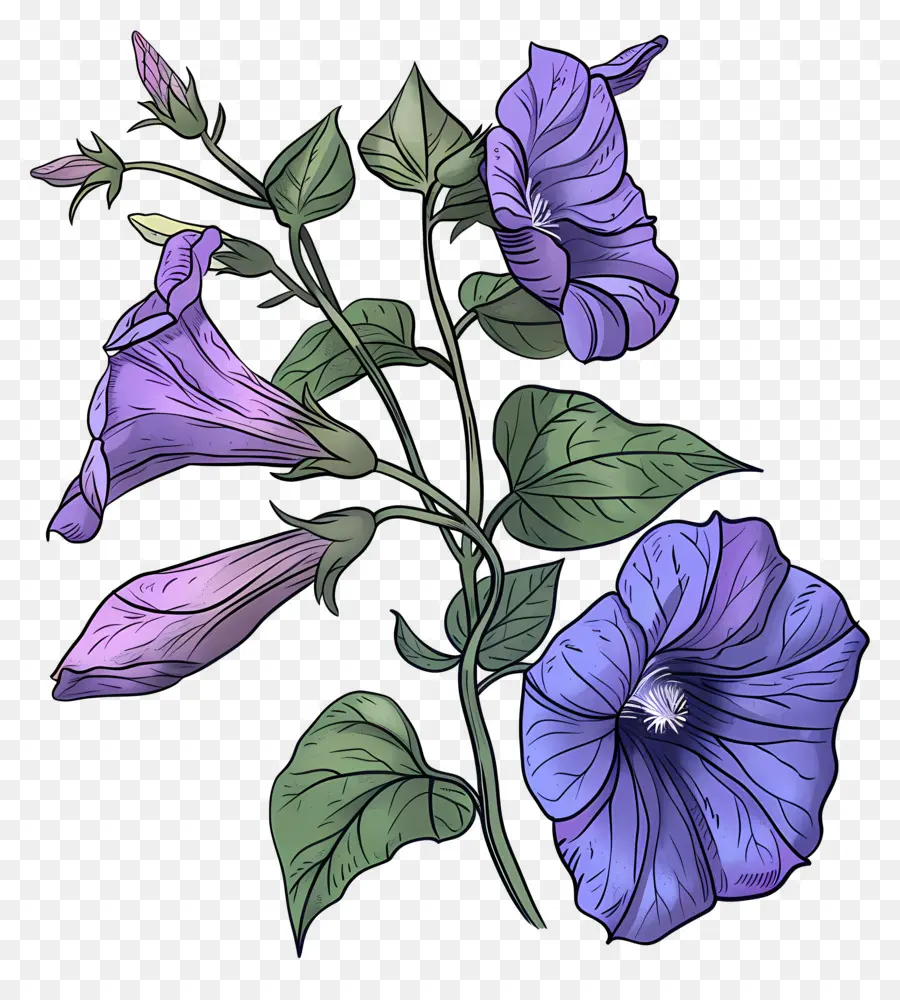 Gloria De La Mañana，Flores De Color Púrpura PNG