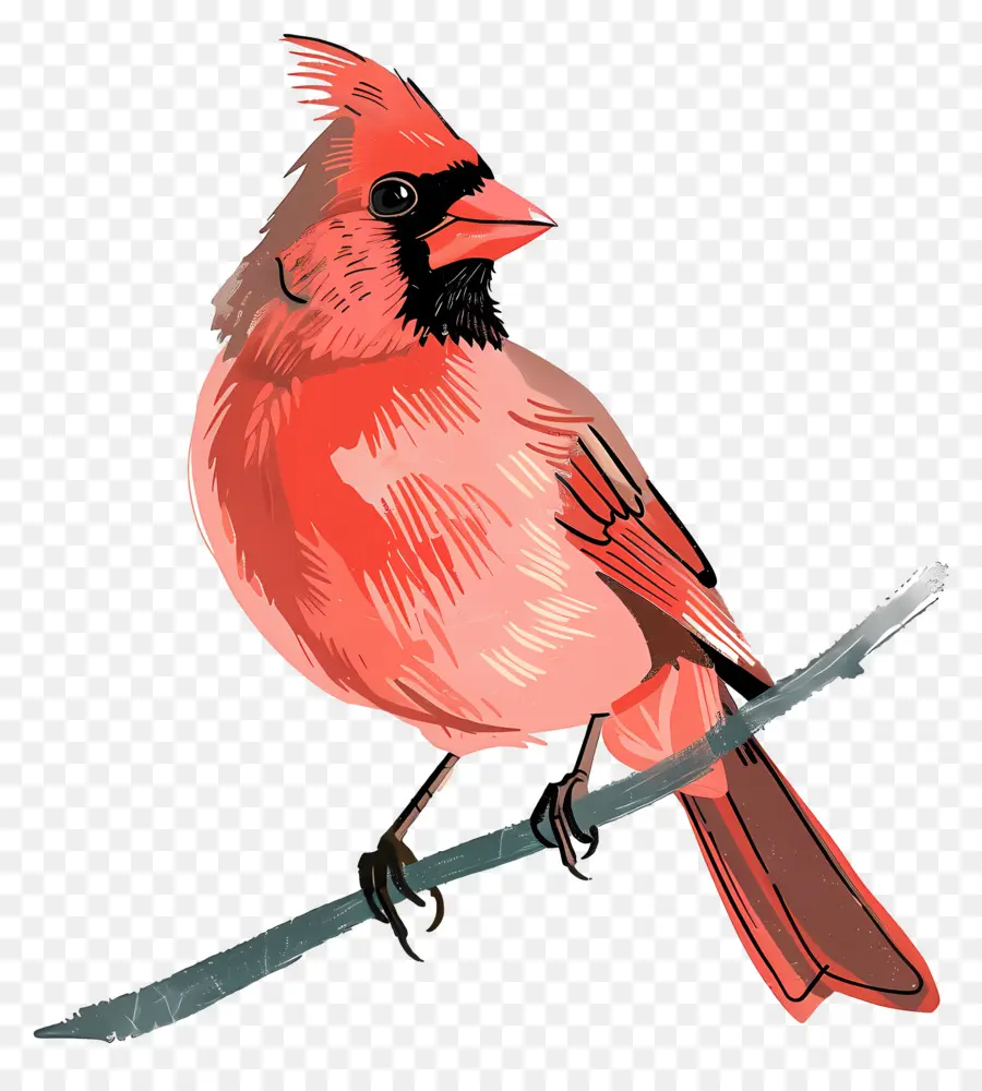 El Cardenal De Aves，Pájaro Rojo PNG