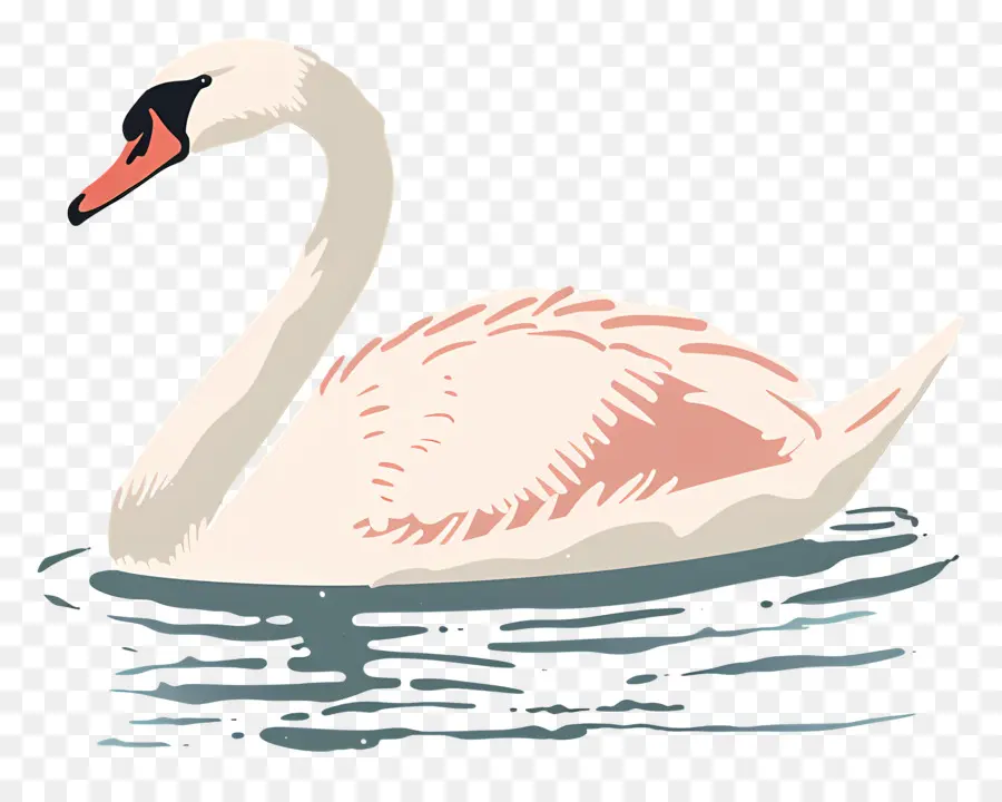 Cisne De Natación，Swan PNG