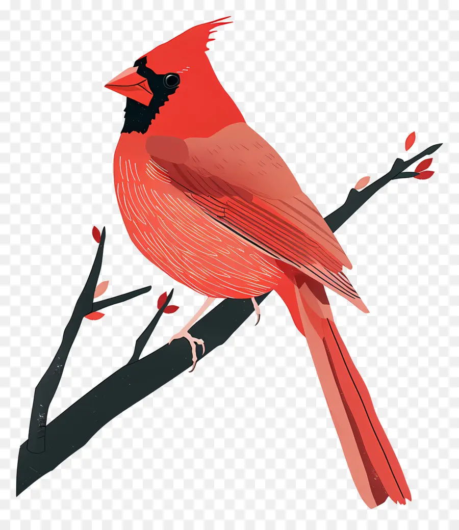 El Cardenal De Aves，Cardenal Rojo PNG