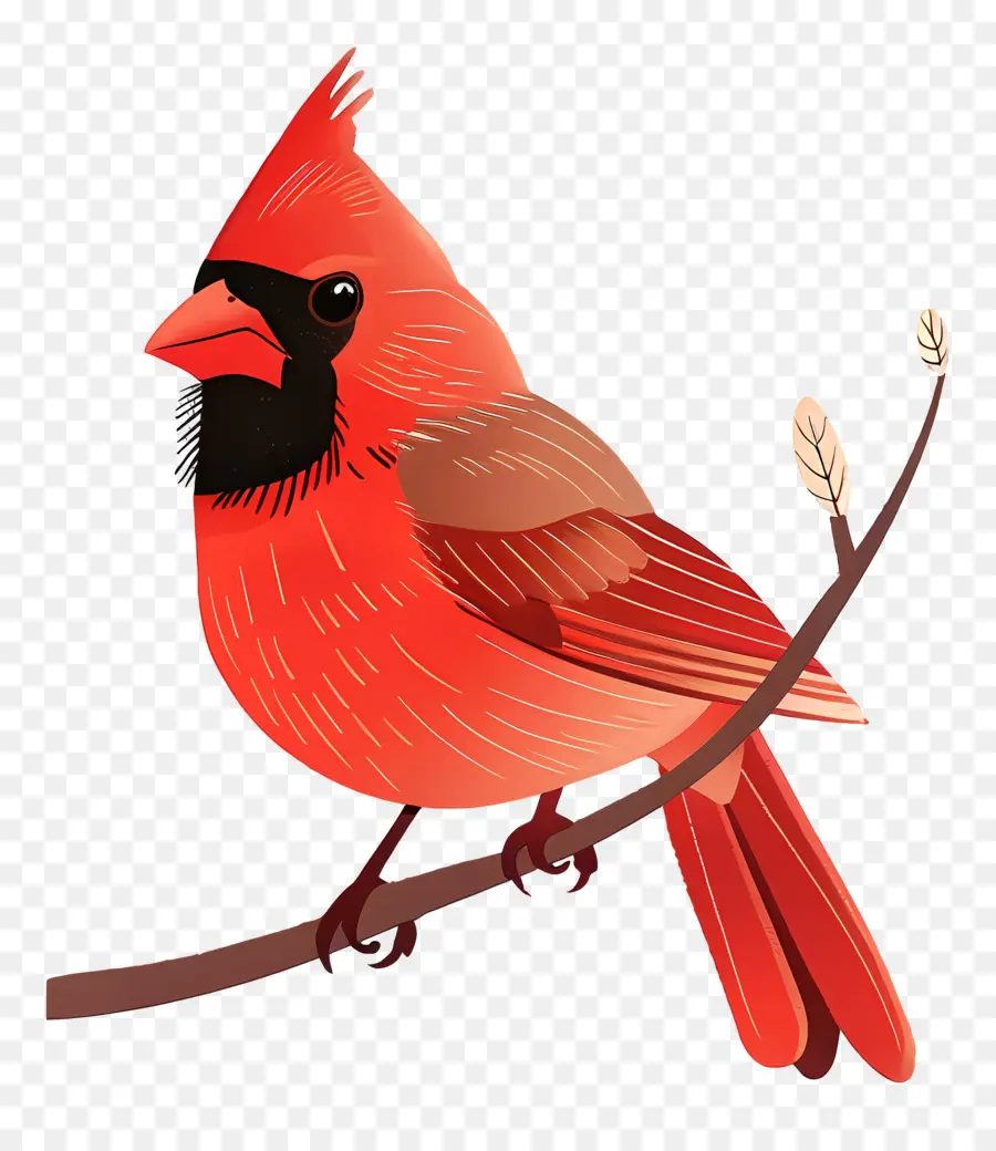 El Cardenal De Aves，Cardenal Rojo De Las Aves PNG