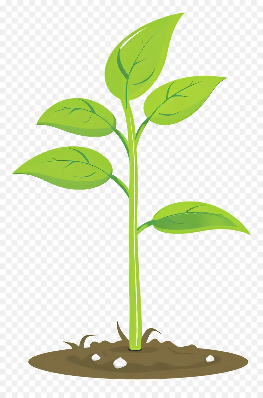 Plantas Germinan，Planta Joven PNG