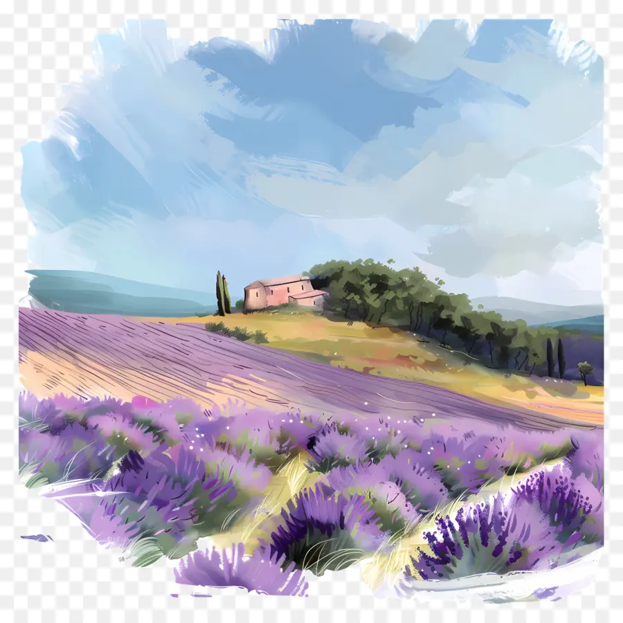 Lavanda Del Campo，Los Campos De Lavanda PNG