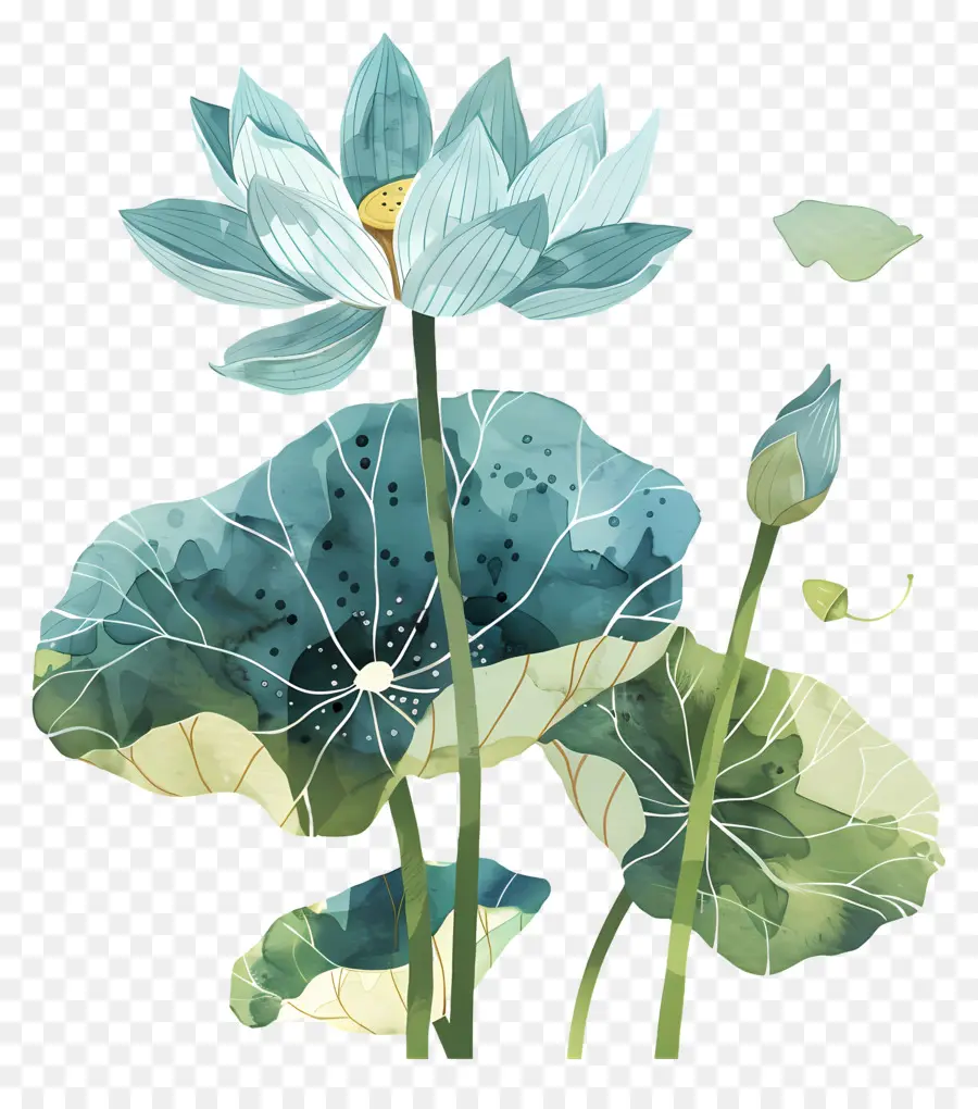 Flor De Loto，Flor De Loto Azul PNG