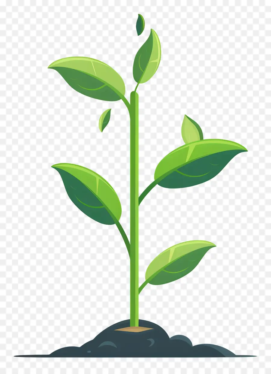 Plantas Germinan，Planta PNG