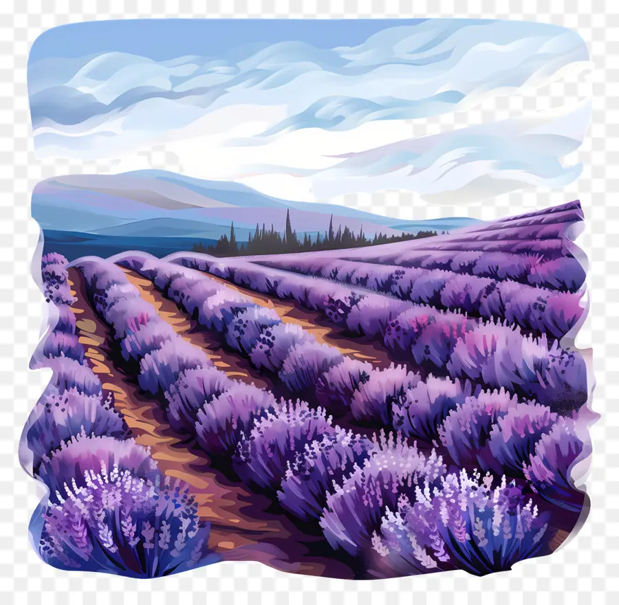 Lavanda Del Campo，Lavanda PNG