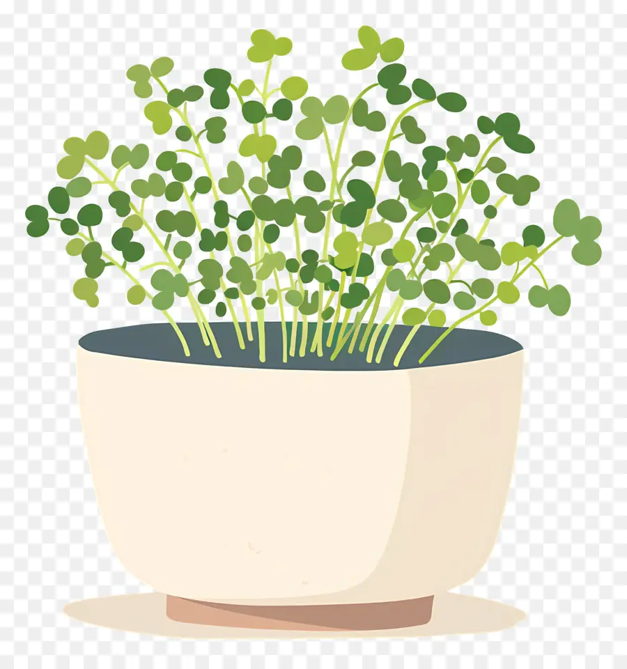 Bote De Microgreens，Planta En Maceta PNG