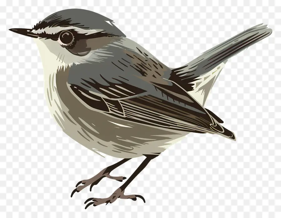 Aves，Pájaro Pequeño PNG