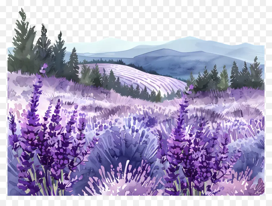 Lavanda Del Campo，Las Flores De Lavanda PNG