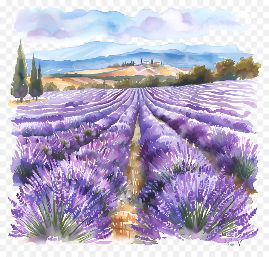 Lavanda Del Campo，Pintura A La Acuarela PNG