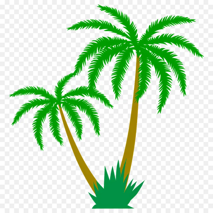 Palmera，Hojas PNG