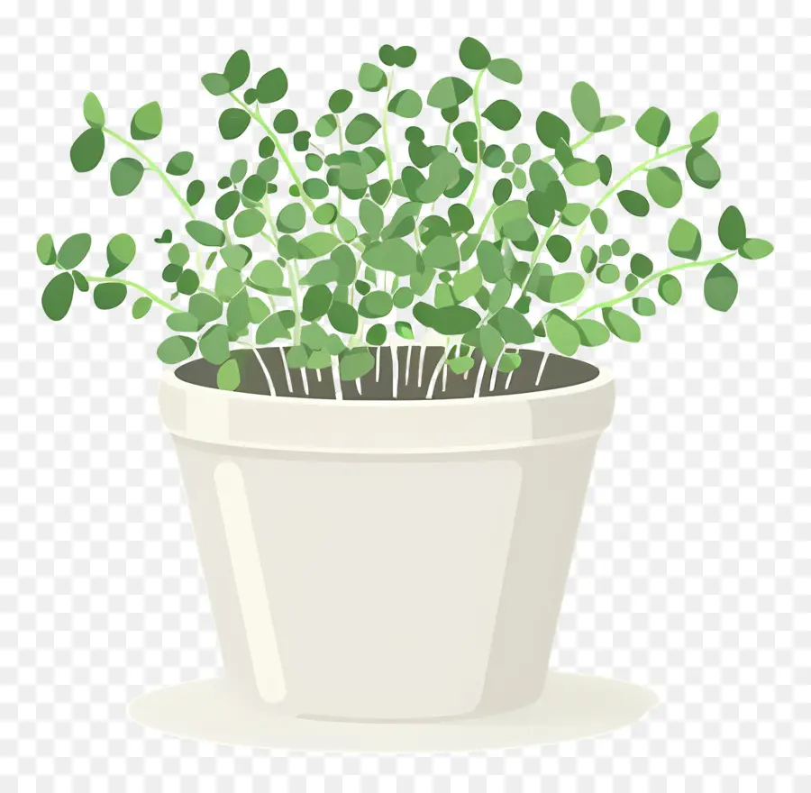 Bote De Microgreens，Planta En Maceta PNG