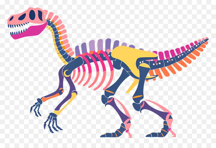 Esqueleto De Dinosaurio，Colorido PNG