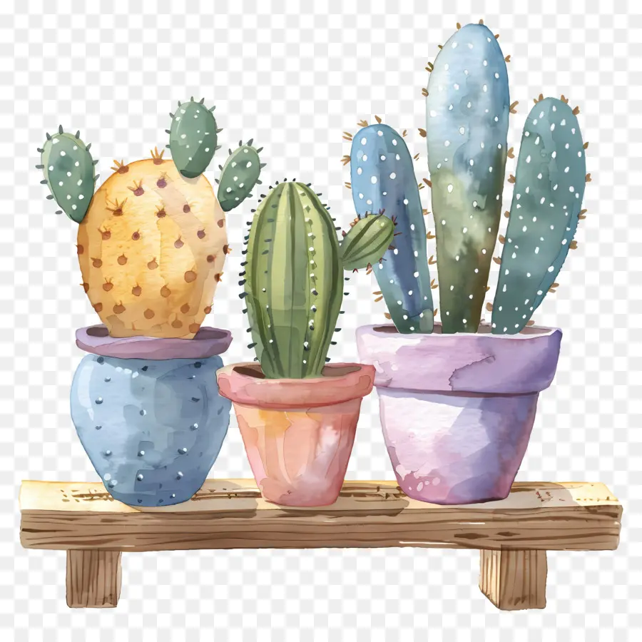 Cactus En Maceta，Cacti PNG