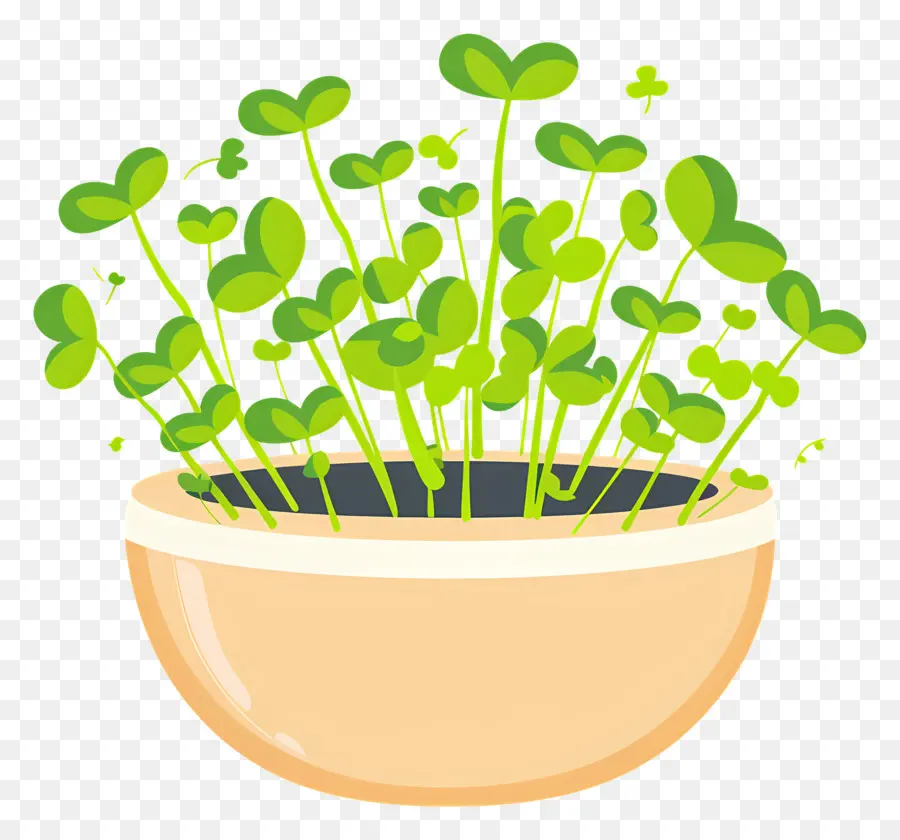 Bote De Microgreens，Las Plántulas PNG