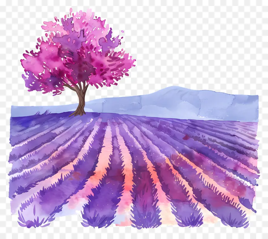 Lavanda Del Campo，Los Campos De Lavanda PNG