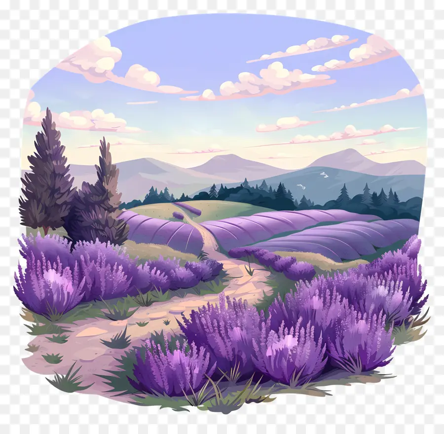 Lavanda Del Campo，Lavanda PNG