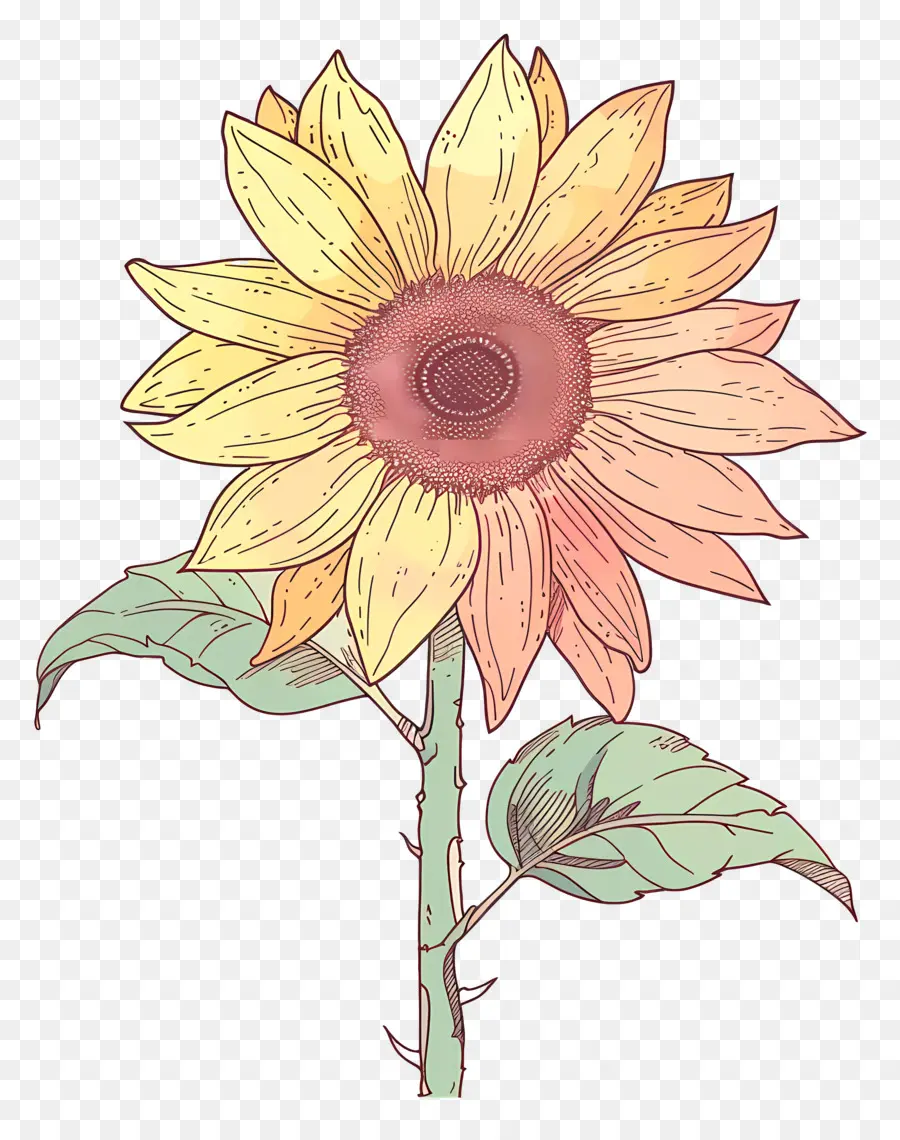 Doodle De Girasol，Girasol PNG