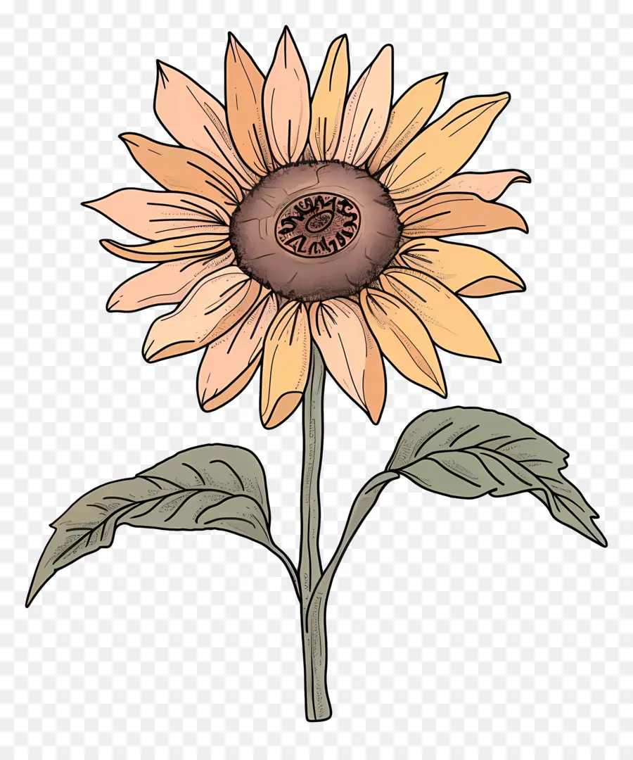 Doodle De Girasol，Girasol PNG