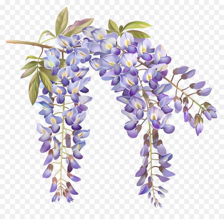 Flores De Glicinia，Planta De Glicinia PNG