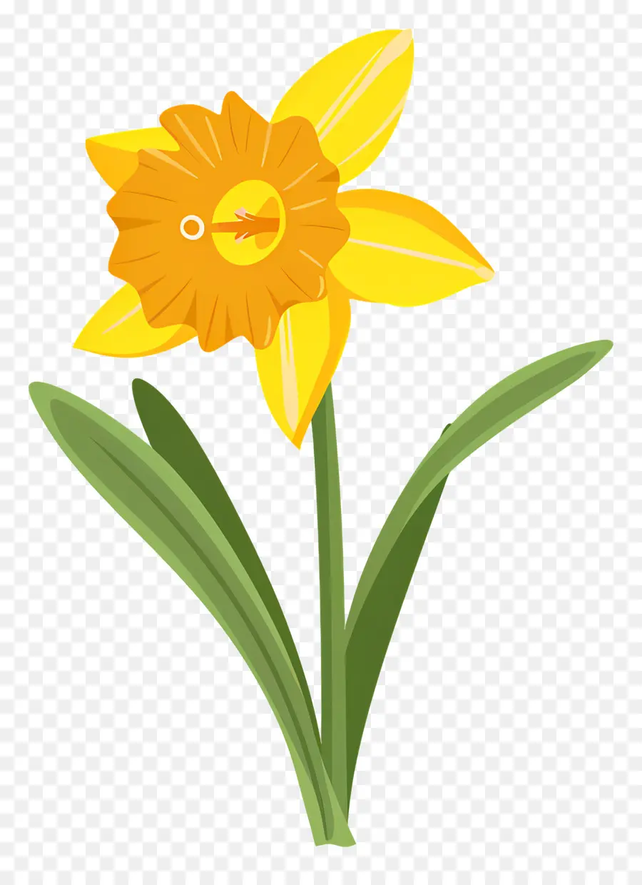 Narciso Flor，Narciso PNG