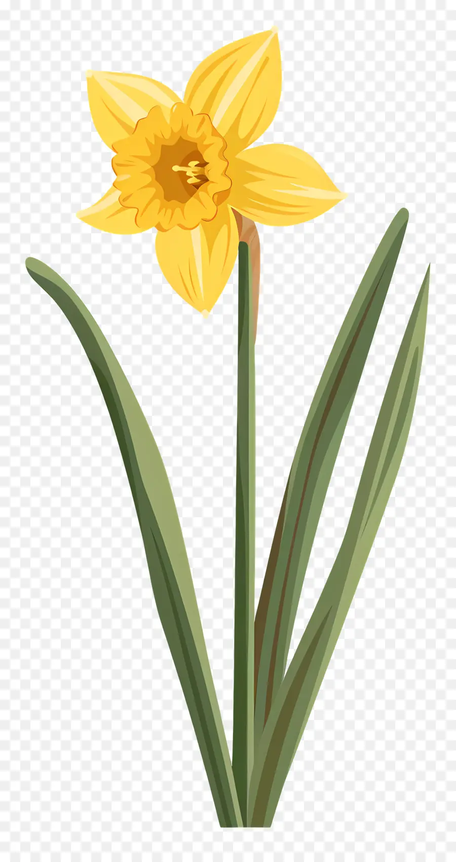 Narciso Flor，Narciso PNG