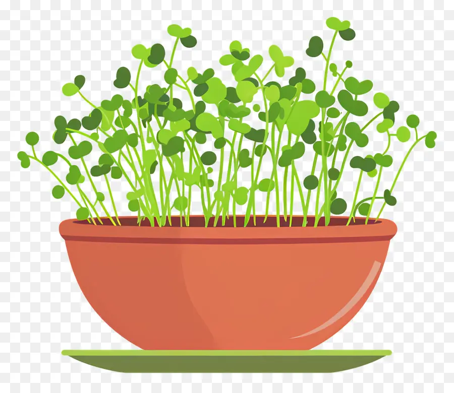 Bote De Microgreens，El Crecimiento De La Planta PNG