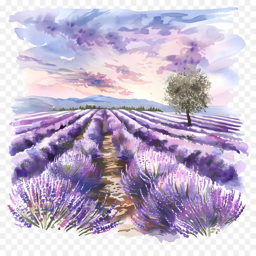 Lavanda Del Campo，Los Campos De Lavanda PNG