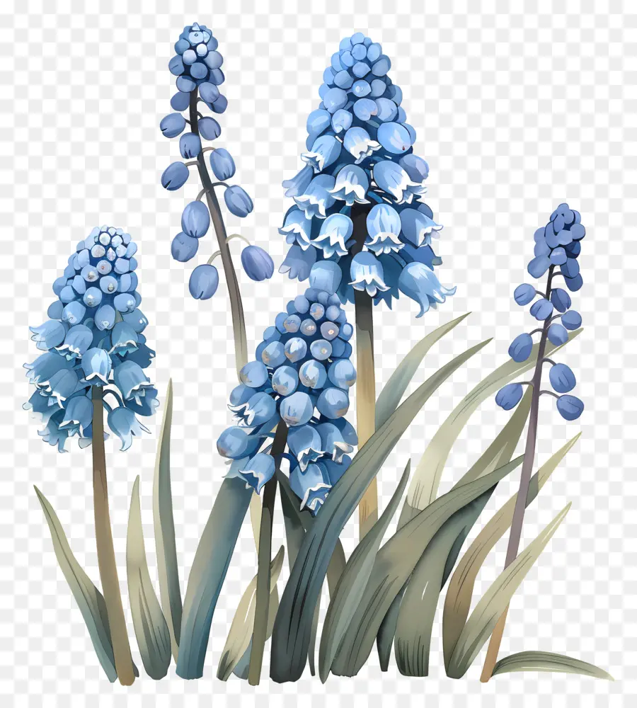 Jacinto De Uva，Flores De Color Azul PNG