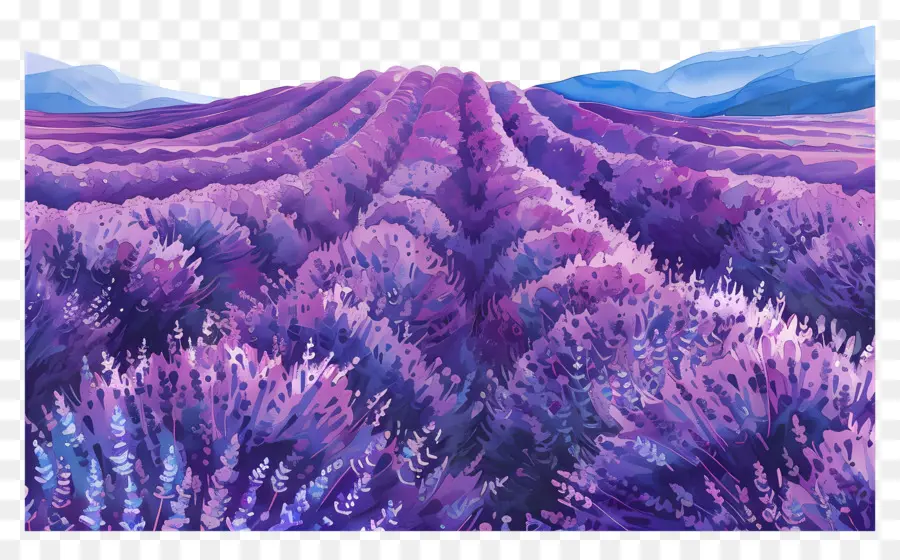 Lavanda Del Campo，Lavanda PNG