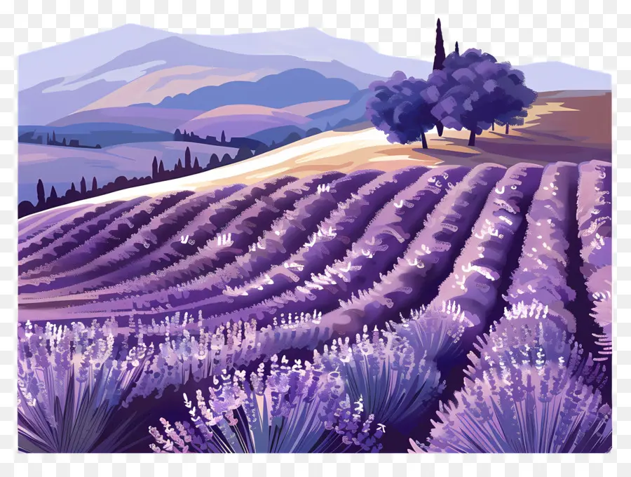 Lavanda Del Campo，Los Campos De Lavanda PNG