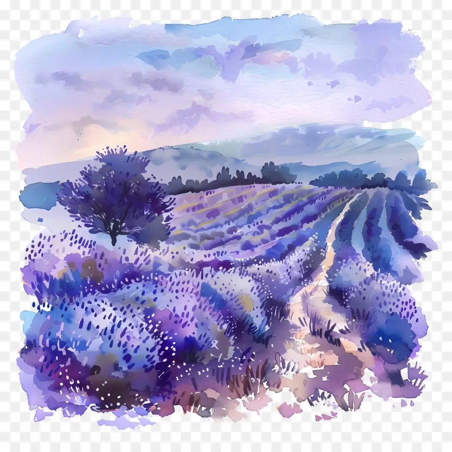 Lavanda Del Campo，Paisaje De Francia PNG