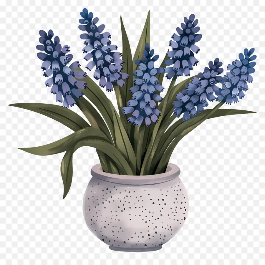 Jacinto De Uva，Jacintos Azules PNG