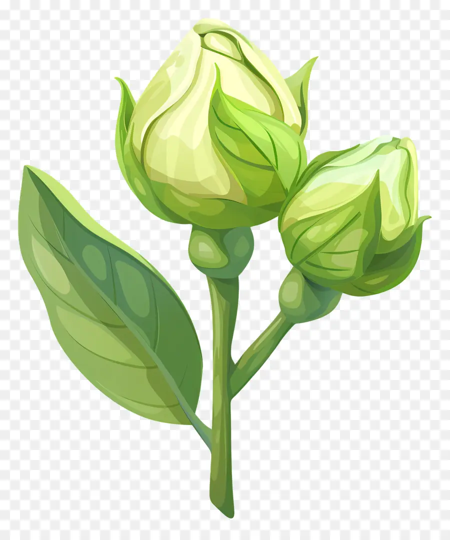 Verde Rosa，Tulip PNG