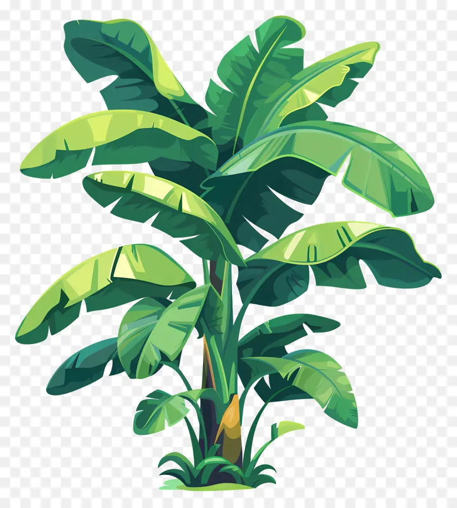 árbol De Banana，Planta Tropical PNG