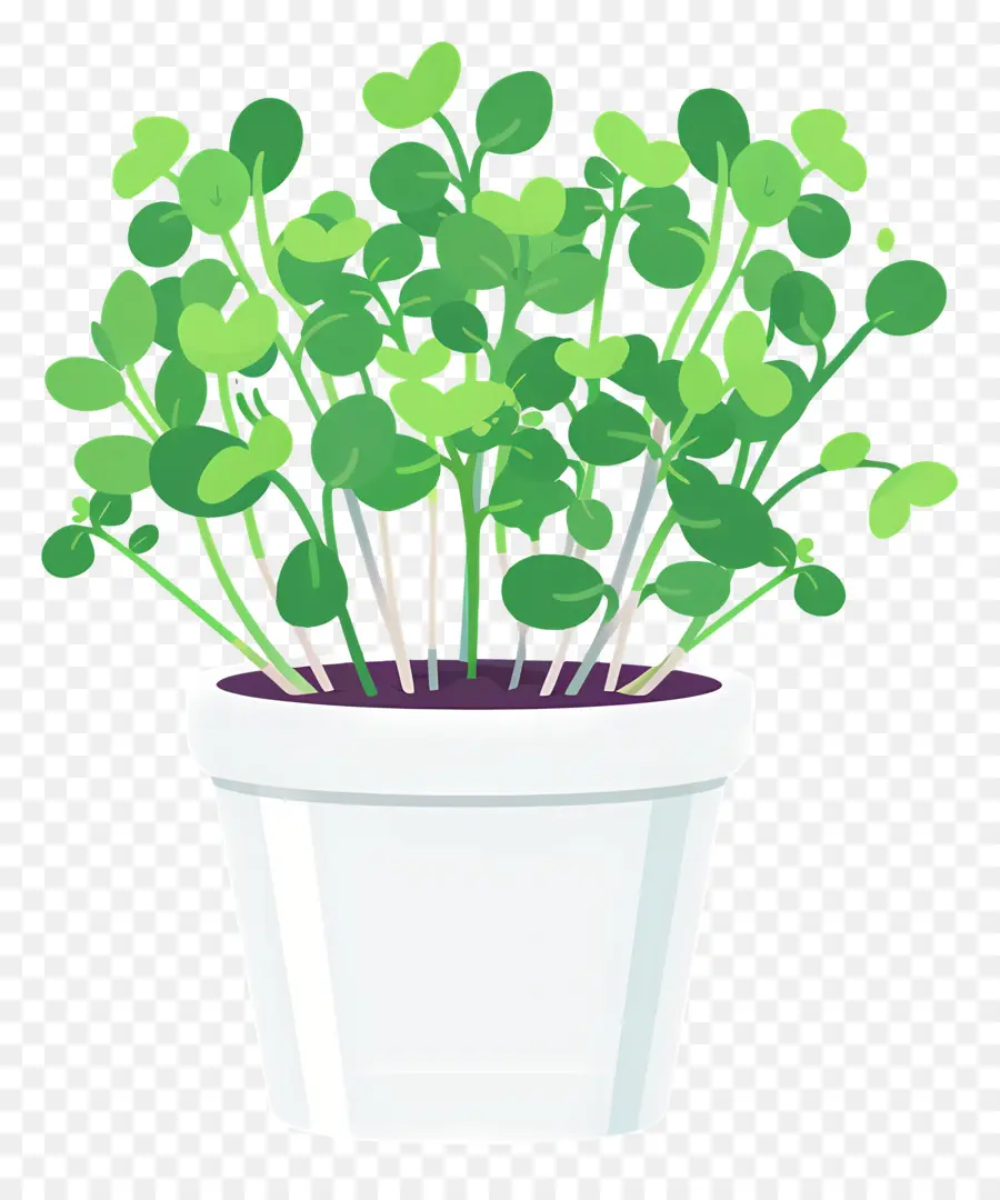 Bote De Microgreens，Planta De Interior PNG