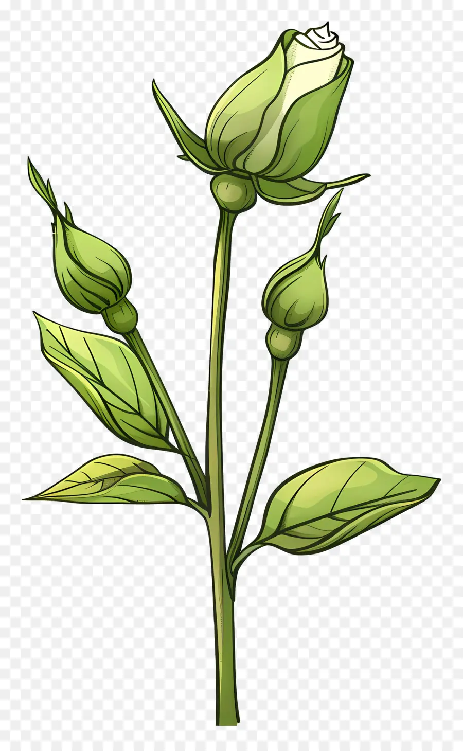 Verde Rosa，De La Rosa Blanca PNG