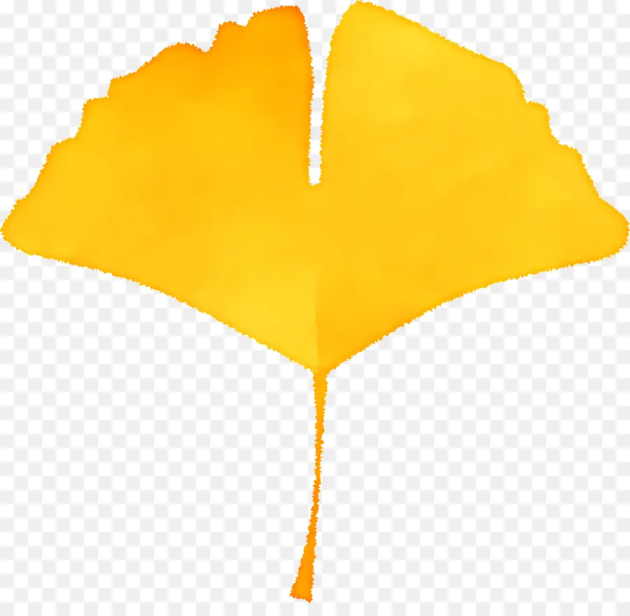 Hoja De Otoño，Extracto De Hojas De Ginkgo PNG