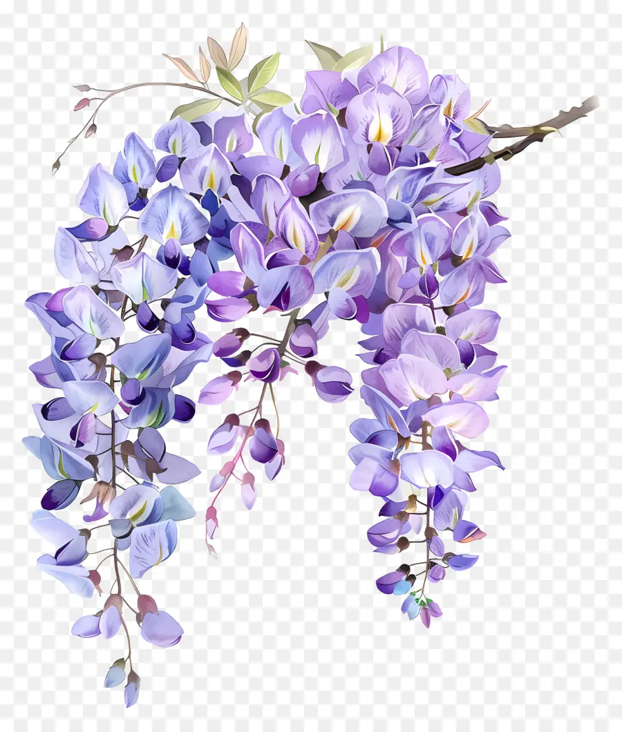 Flores De Glicinia，Wisteria Flor PNG