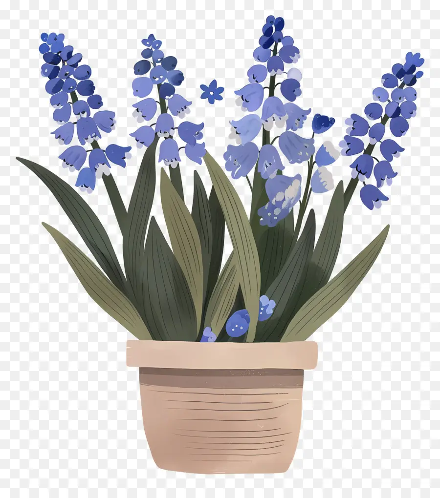 Jacinto De Uva，Flores De Color Azul PNG