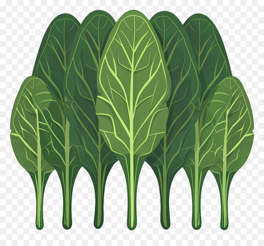 Espinacas，Los Vegetales De Hojas PNG