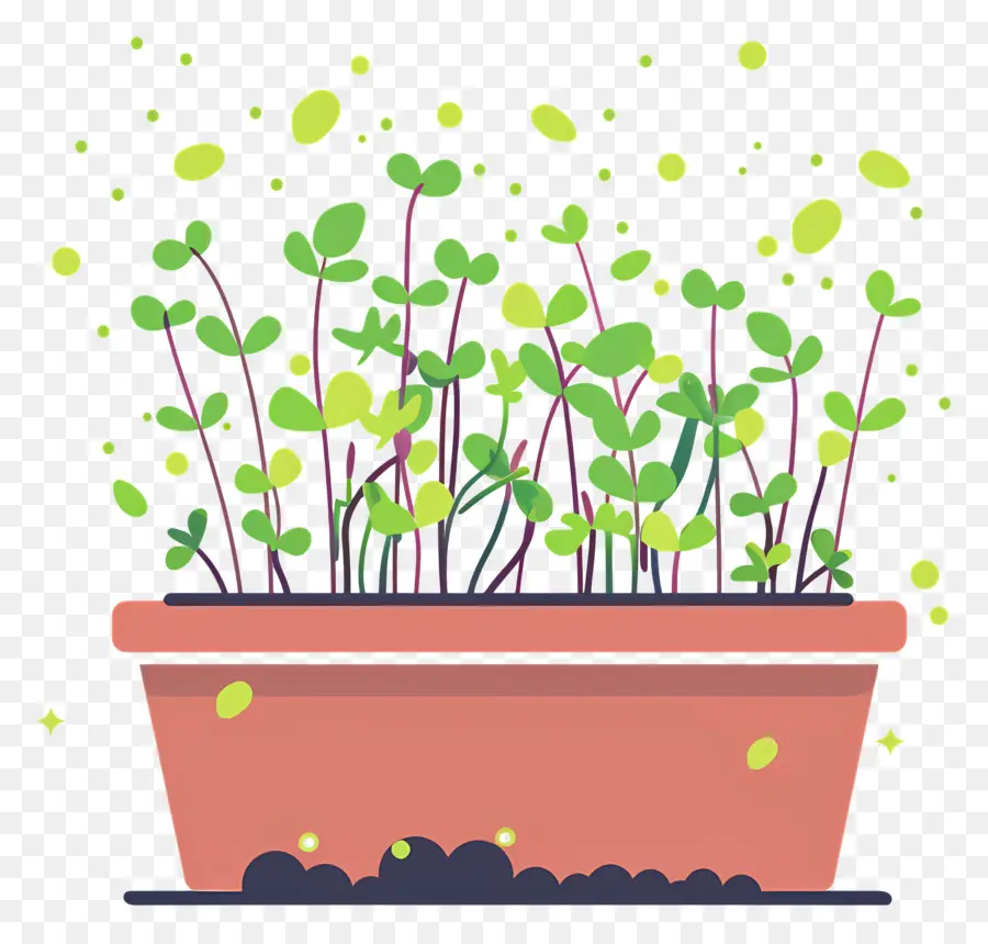 Bote De Microgreens，Las Plantas Verdes PNG